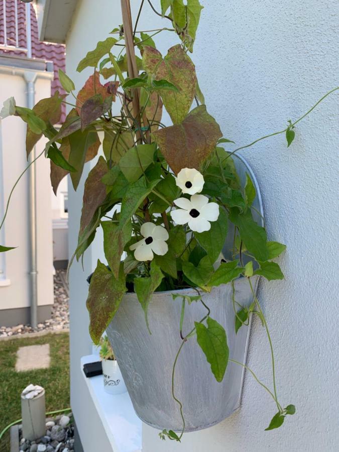 Haus Vicus Greifswald Exterior foto